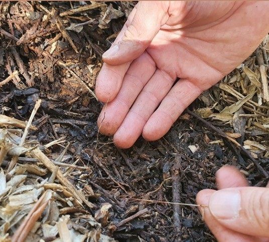 olive grove mulching
