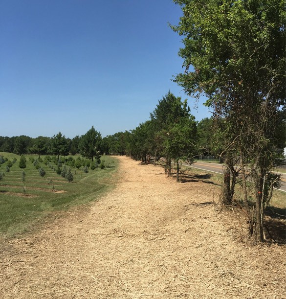 olive grove mulching