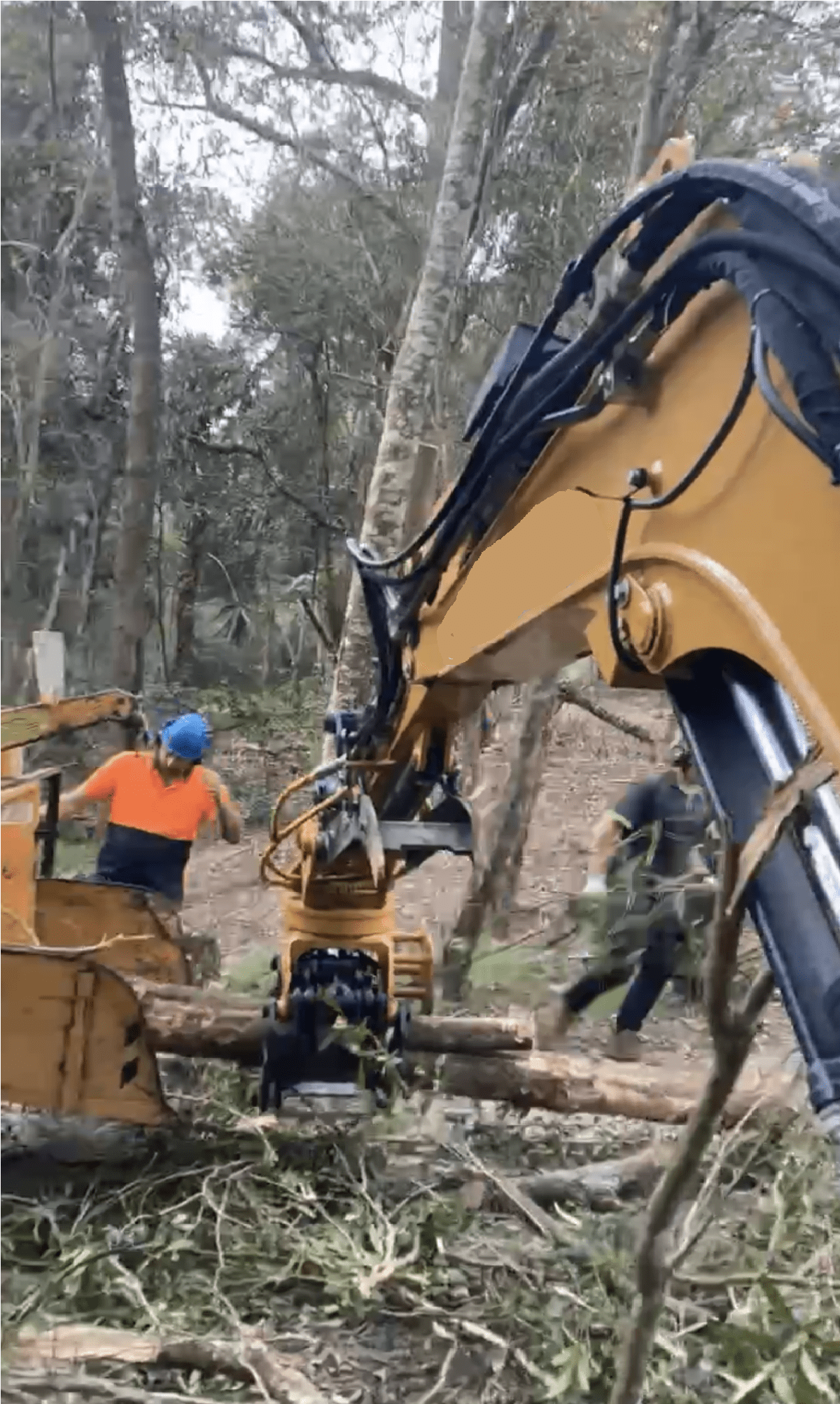 vegetation management